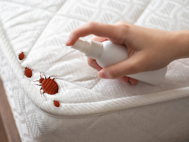 Flea Control Services in Liberty Lake, WA